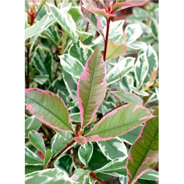 PHOTINIA fraseri PINK MARBLE