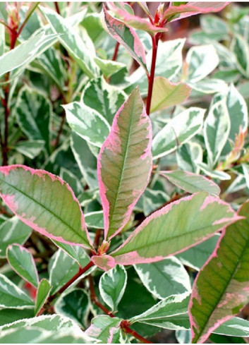 PHOTINIA fraseri PINK MARBLE