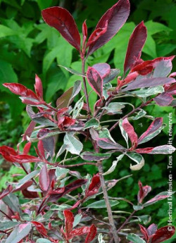 PHOTINIA fraseri PINK MARBLE
