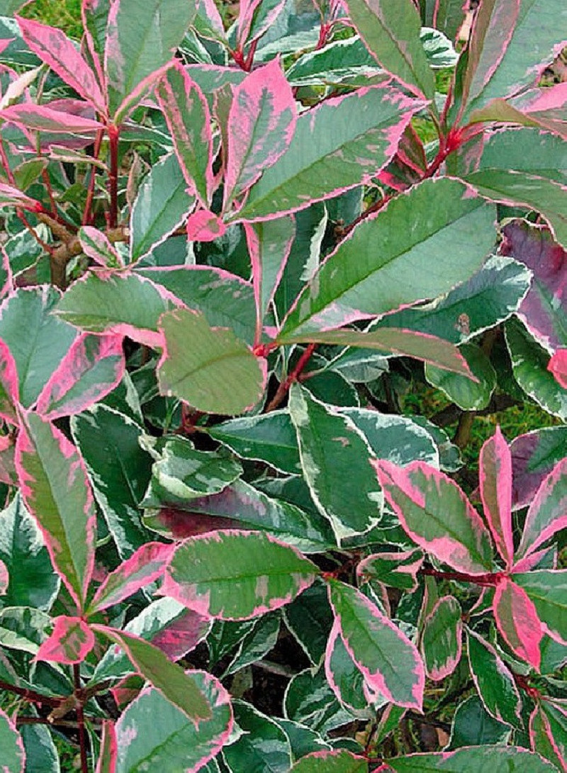 PHOTINIA fraseri PINK MARBLE