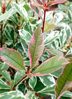 PHOTINIA fraseri PINK MARBLE