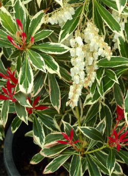 PIERIS japonica FLAMING SILVER
