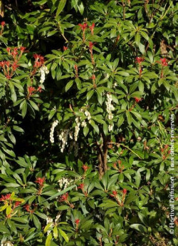 PIERIS japonica FOREST FLAME