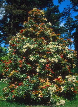 PIERIS japonica FOREST FLAME