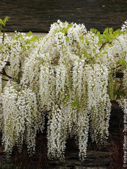 WISTERIA floribunda ALBA
