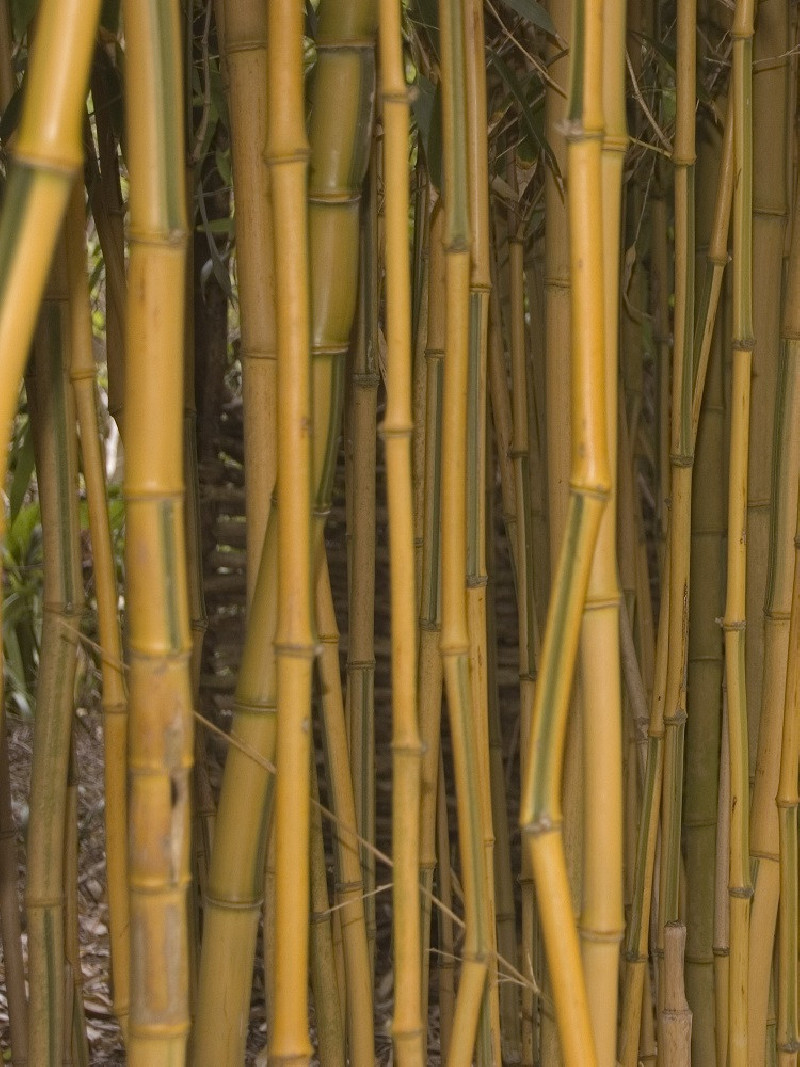PHYLLOSTACHYS aureosulcata SPECTABILIS