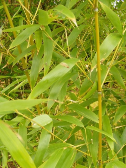 PHYLLOSTACHYS AUREA