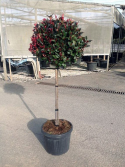 PHOTINIA fraseri LITTLE RED ROBINEn pot forme tige hauteur du tronc 090-110 cm