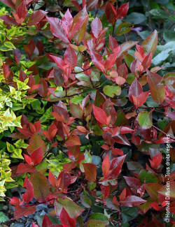 PHOTINIA fraseri LITTLE RED ROBIN