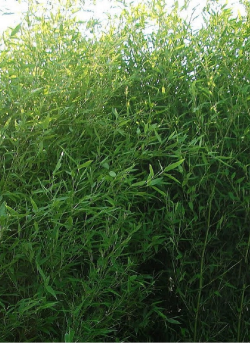 PHYLLOSTACHYS BISSETII