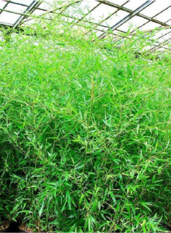 PHYLLOSTACHYS BISSETII