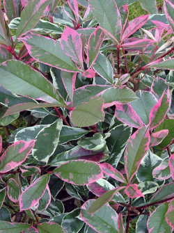 PHOTINIA fraseri PINK MARBLE®