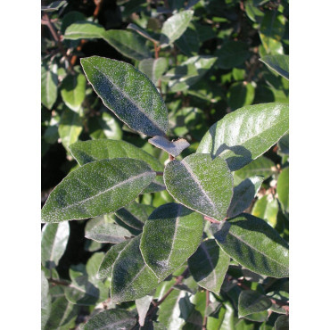 ELAEAGNUS ebbingei