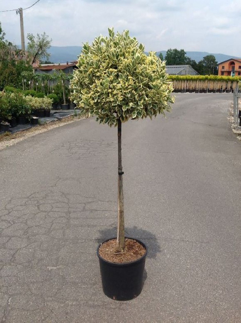 EUONYMUS japonicus BRAVO En pot forme tige hauteur du tronc 090-110 cm