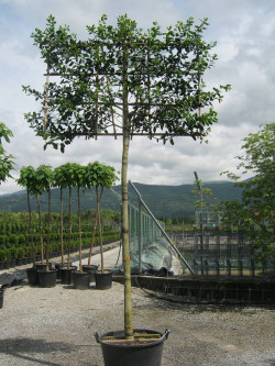 ILEX NELLIE R. STEVENS En pot forme rideau sur tige hauteur du tronc 190-210 cm