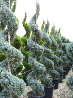 CUPRESSUS arizonica FASTIGIATA  En pot forme spirale