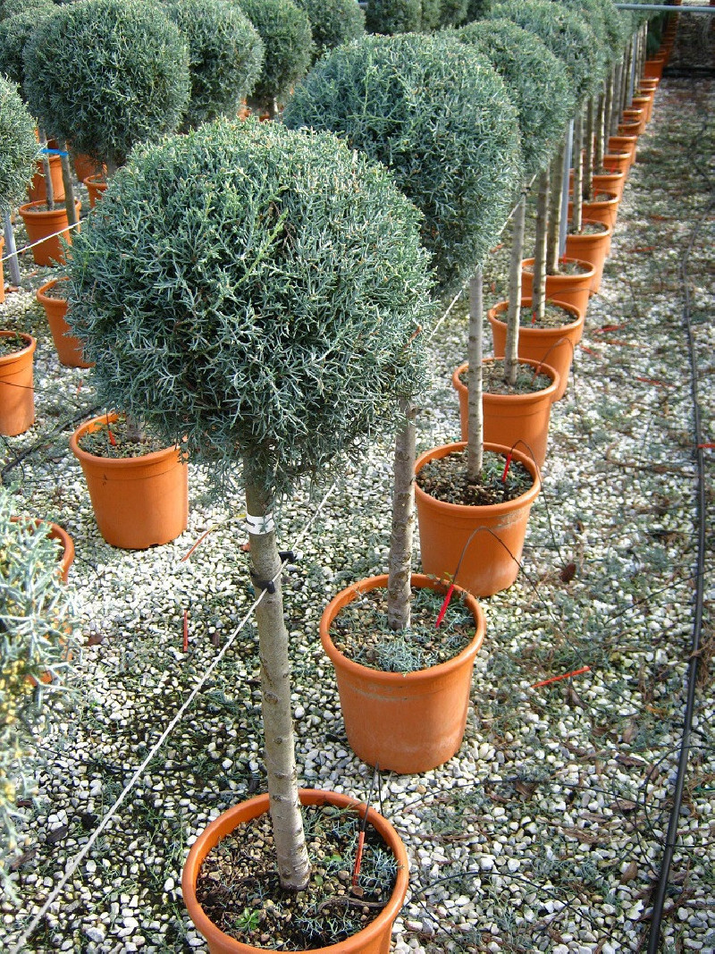 CUPRESSUS arizonica FASTIGIATA En pot forme tige hauteur du tronc 090-110 cm