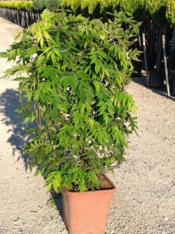 WISTERIA En pot forme espalier