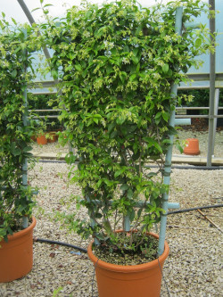TRACHELOSPERMUM jasminoides En pot forme espalier