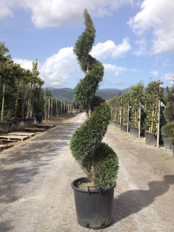 CUPRESSOCYPARIS leylandii En pot forme spirale