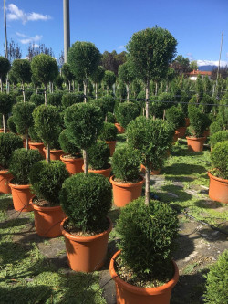 CUPRESSOCYPARIS leylandii En pot forme 3 boules superposées