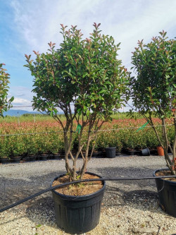 PHOTINIA fraseri RED ROBIN En pot forme cépée remontée