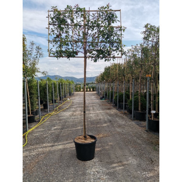 PHOTINIA fraseri RED ROBIN