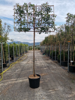 PHOTINIA fraseri RED ROBIN En pot forme rideau sur tige hauteur du tronc 190-210 cm