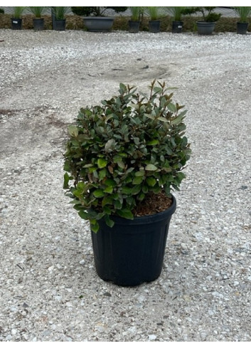 ELAEAGNUS ebbingei En pot forme boule