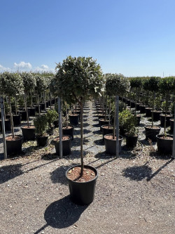 ELAEAGNUS ebbingei En pot forme boule sur tige hauteur du tronc 090-110 cm