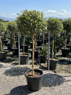 PHOTINIA fraseri PINK MARBLE® En pot forme tige hauteur du tronc 090-110 cm