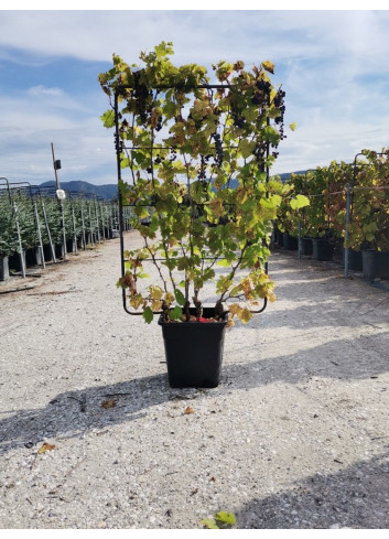 Topiaire (Plante taillée) - VIGNE DE TABLE