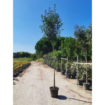 PHOTINIA fraseri RED ROBIN forme tige hauteur du tronc 180-200 cm