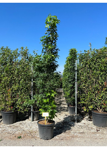 LIQUIDAMBAR styraciflua SLENDER SILHOUETTE En pot de 30-35 litres