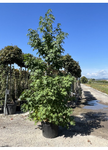 LIQUIDAMBAR styraciflua En pot de 35-50 litres forme tige ramifiée