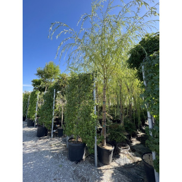 SALIX sepulcralis TRISTIS En pot de 35-50 litres forme tige hauteur du tronc 180-200 cm