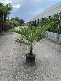 TRACHYCARPUS fortunei