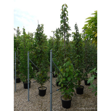 DAVIDIA involucrata En pot de 35-50 litres forme tige ramifiée