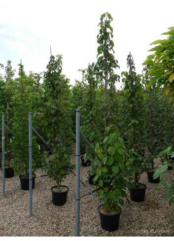 DAVIDIA involucrata En pot de 35-50 litres forme tige ramifiée