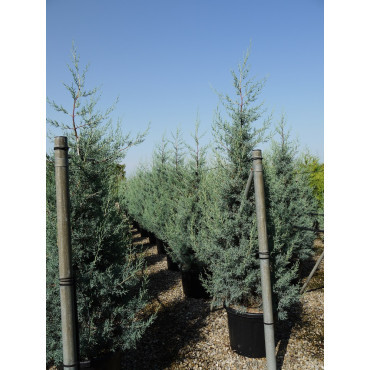 CUPRESSUS arizonica FASTIGIATA En pot de 35-50 litres