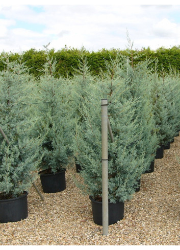 CUPRESSUS arizonica FASTIGIATA En pot de 25-30 litres