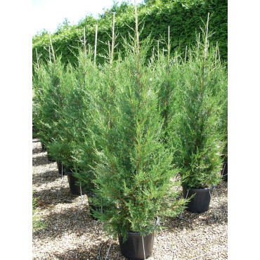 CUPRESSOCYPARIS leylandii TYPE 2001 En pot de 25-30 litres