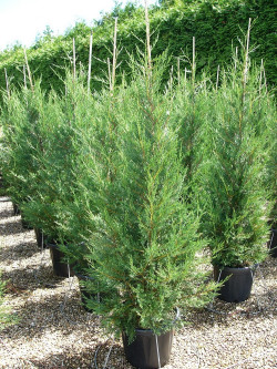 CUPRESSOCYPARIS leylandii TYPE 2001 En pot de 25-30 litres hauteur 175-200 cm