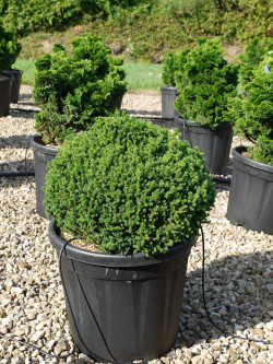 CRYPTOMERIA japonica VILMORINIANA En pot de 25-30 litres
