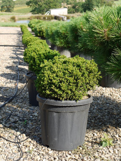 CRYPTOMERIA japonica VILMORINIANA En pot de 15-20 litres