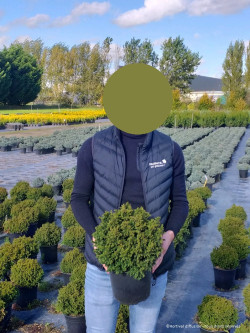 CRYPTOMERIA japonica VILMORINIANA En pot de 4-5 litres hauteur 020-025 cm
