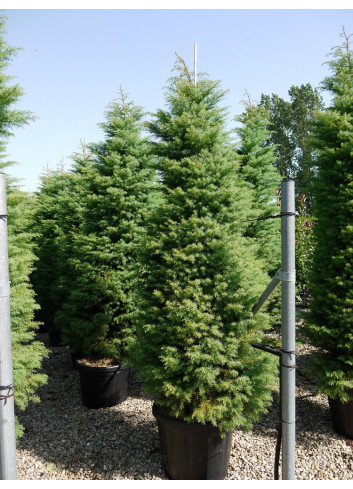 CRYPTOMERIA japonica ELEGANS En pot de 35-50 litres