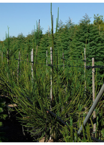 CRYPTOMERIA japonica ARAUCARIOIDES En pot de 35-50 litres