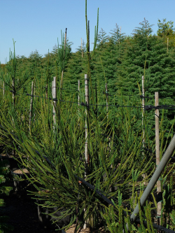 CRYPTOMERIA japonica ARAUCARIOIDES En pot de 35-50 litres hauteur 150-175 cm