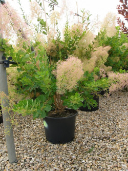 COTINUS coggygria YOUNG LADY En pot de 25-30 litres buisson hauteur 080-100 cm